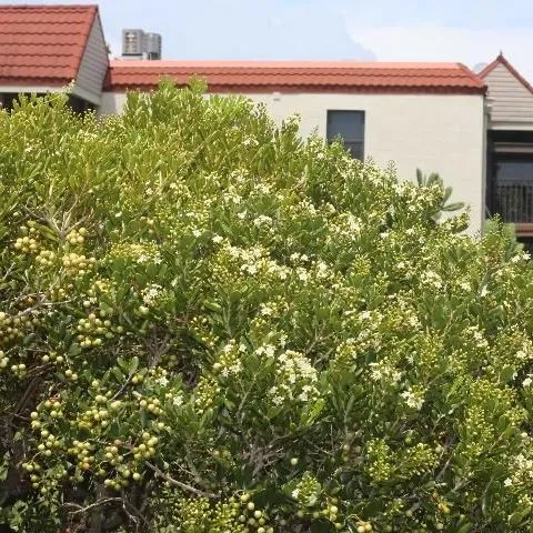 thumbnail for publication: Joewood (Jacquinia keyensis): Identification and Uses